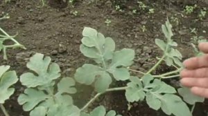 КАК ФОРМИРОВАТЬ АРБУЗЫ В ТЕПЛИЦЕ.