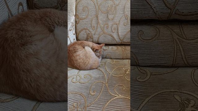 Где спят кошки? #shots #kitten #cat #animal смотреть онлайн