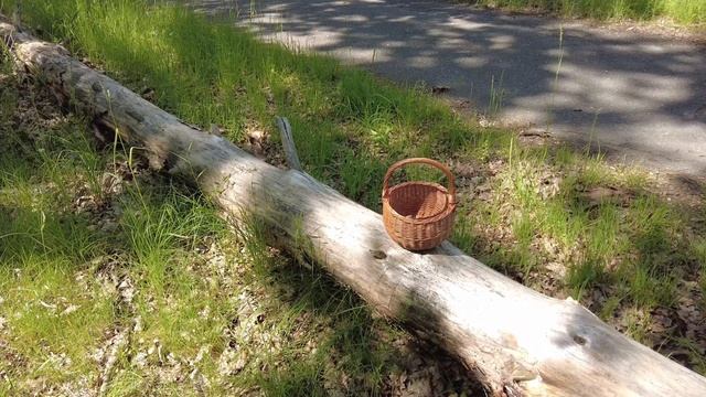 Mushroom Foraging - First Boletes 2021