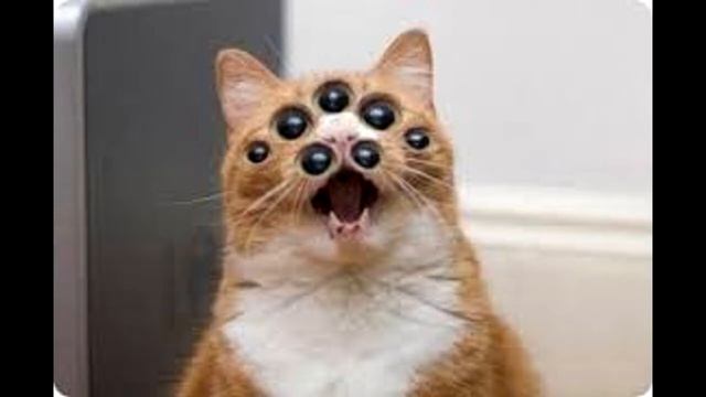 ЛЮТЫЕ ПРИКОЛЫ.ФОТОШОП ЖИВОТНЫЕ!