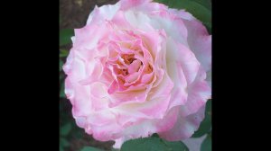 РОЗЫ молодые СЕРАФИМ Наутика и немного МОКАРОСА