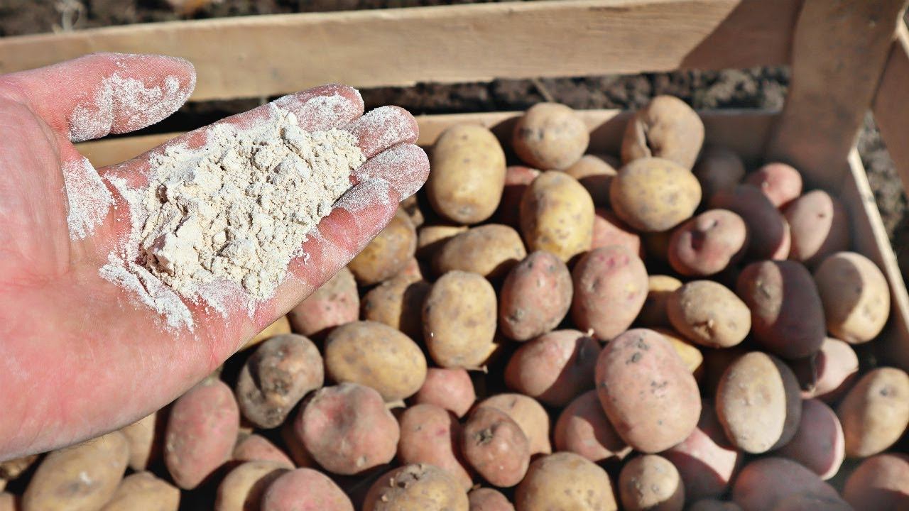 Не сажайте картошку без этого! При посадке картофеля сыпьте горсть это средства! Доломитовая мука смотреть онлайн