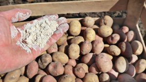 Не сажайте картошку без этого! При посадке картофеля сыпьте горсть это средства! Доломитовая мука