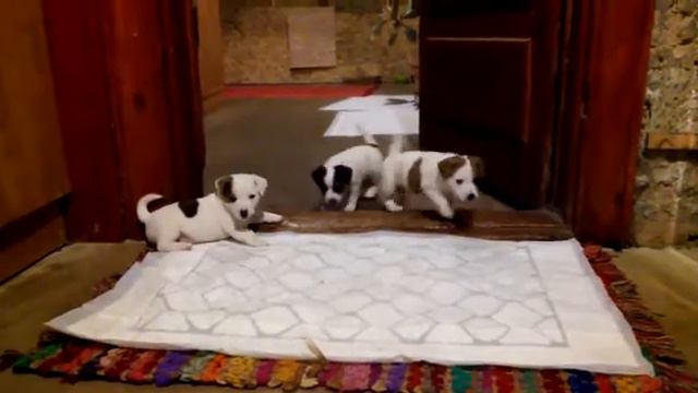 Jack Russell Terrier -уборка дома!!!