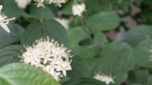 Sanger ( Cornus sanguinea) ☀️?? смотреть онлайн
