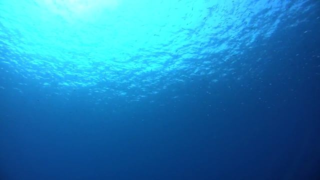 慶良間〜久場島 Diving with SONY HDR AS 100V смотреть онлайн