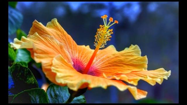 1 HOUR WITH QUEEN HIBISCUS смотреть онлайн