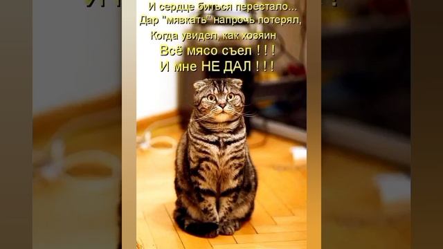 тапки попрятали? наивные ,честное слово! #мем СМЕШНЫЕ КОТИКИ И ЖИВОТНЫЕ ? #приколы ? с озвучкой ? смотреть онлайн