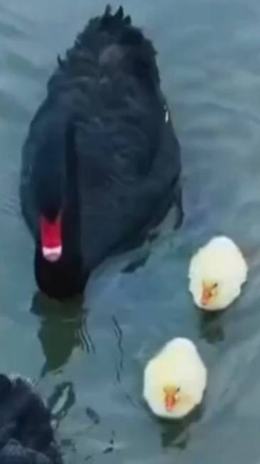 Чудо природы