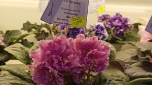 Выставка фиалок в Доме Фиалки в Москве.Осенний вернисаж 2020.  Региональная выставка