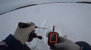 Судак на вибы, Волчихинское водохранилище