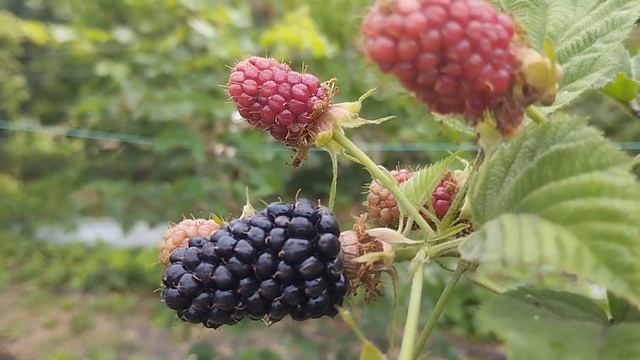 Коламбия Санрайз самый ранний и сладкий коммерческий сорт ежевики. Сравниваю с Каракой Блек. смотреть онлайн