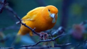 Волшебное пение кенара Звуки природы Пение птиц Magic singing of Kenar Sounds of nature birds