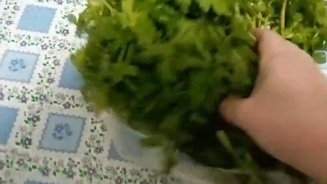 Получила букет петрушки в подарок. Мира всем и Добра!Bouquet of parsley as a gift!Peace and Goodnes смотреть онлайн