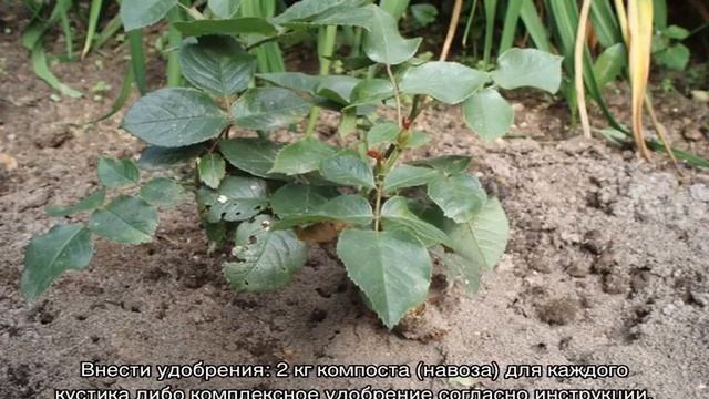 Роза Фокус покус (Hocus Pocus) — описание сортовой культуры