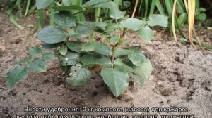 Роза Фокус покус (Hocus pocus) — описание сортовой культуры