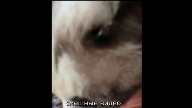 СМЕШНЫЕ ВИДЕО:ПРИКОЛЫ ПРО ЖИВОТНЫХ смотреть онлайн