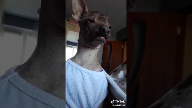 Ну очень крутая собака))) смотреть онлайн