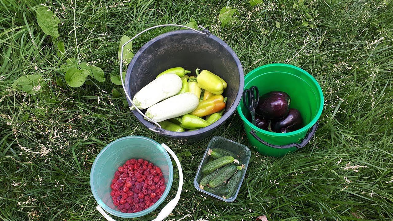 Как спасаю от ЖАРЫ и вредителей ОВОЩИ в Огороде. Урожай ОГУРЦЫ ПЕРЕЦ и БАКЛАЖАНЫ. Приехали, а тут смотреть онлайн