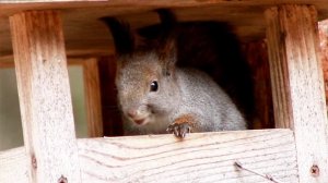 Как белки готовятся к зиме.