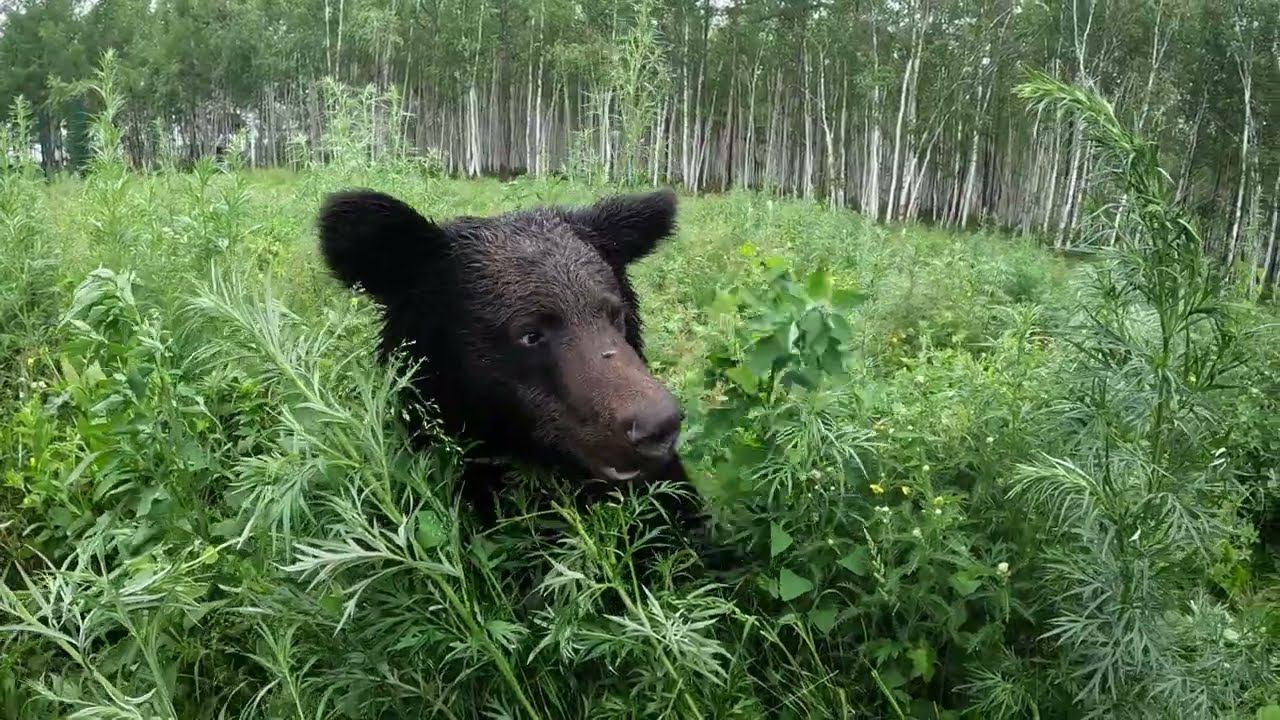 Меня бьют не только медведи. смотреть онлайн