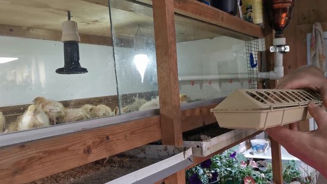 [Перепела] Перепелам неделя от вывода.