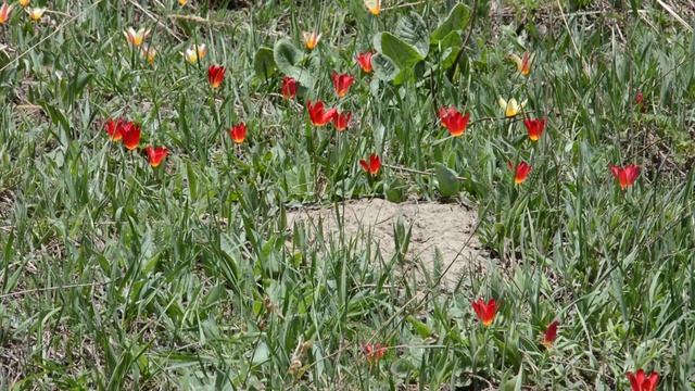 Заповедники Казахстана. Аксу-Джабаглы смотреть онлайн