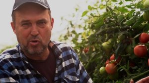 Подарок женщине F1. Низкорослые томаты с высокой урожайностью