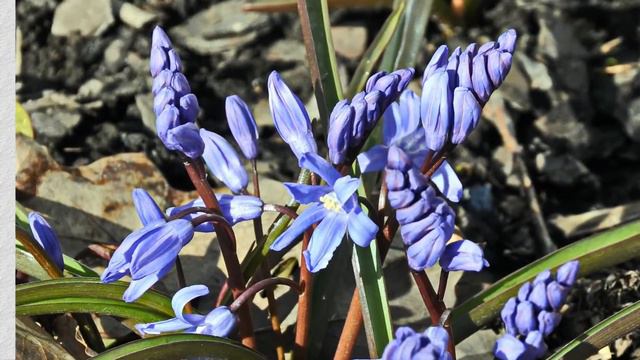 Весна пришла смотреть онлайн