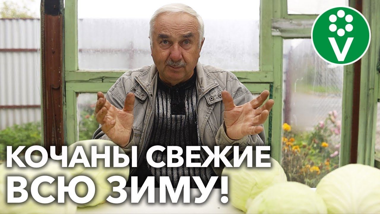 КАК ХРАНИТЬ КАПУСТУ ЗИМОЙ?! С этими способами она всегда будет на вашем столе! смотреть онлайн