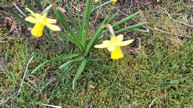 Narcisse Tête à Tête 'Narcissus cyclamineus' le jaune authentique смотреть онлайн