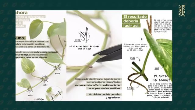 ENCUENTRO 3 - MULTIPLICACIÓN BOTÁNICA смотреть онлайн