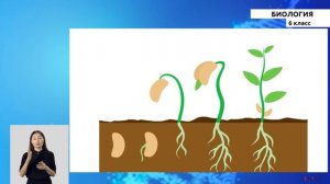 6-класс |Биология | Строение, состав семян.