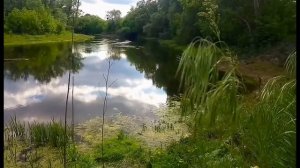 ФУТАЖ ДЛЯ МОНТАЖА. Река и ромашки крупным планом.