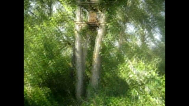 Пчелы в ловушке Https://www.youtube.com/channel/UCAvwhhu12V5JU6YwIrl-zFQ/videos