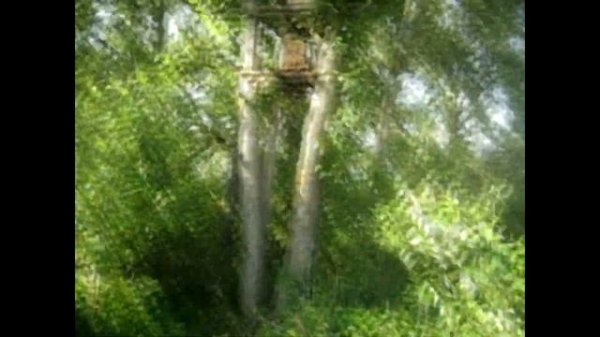 Пчелы в ловушке https://www.youtube.com/channel/UCAvwhhu12V5JU6YwIrl-zFQ/videos