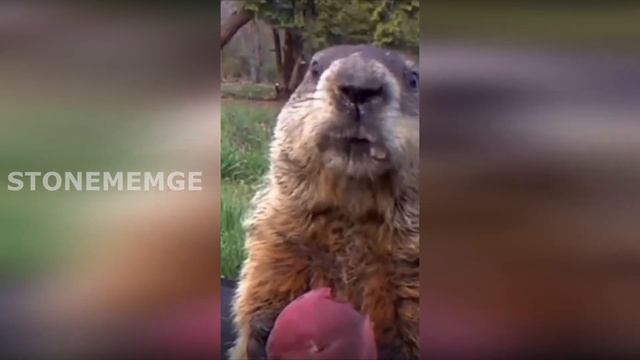 coldest tik tok moments | funny videos compilations | argen sigma memes смотреть онлайн