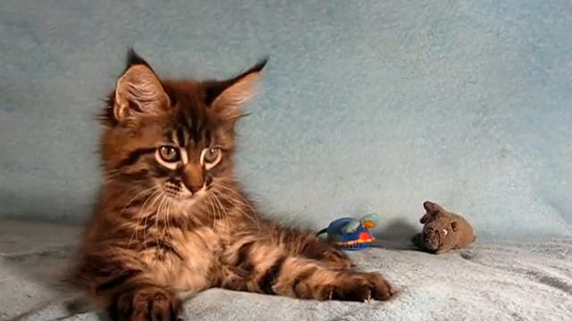 питомник Silver Lynx смотреть онлайн