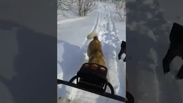 Снегоход тайга с бурановским мотором  3