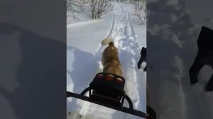 Снегоход тайга с бурановским мотором  3