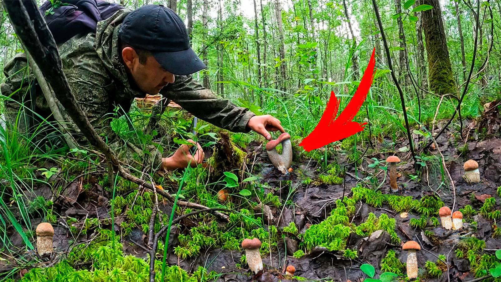 Тихая охота на подосиновики возле болота. Самая трудовая прогулка сезона 2023.Чудо гриб - Рогатка. смотреть онлайн