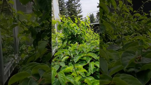 Pruning the Ananasnaya hardy kiwi in late spring. (Actinidia arguta) смотреть онлайн
