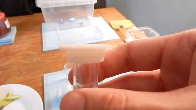 My Ant Colony - How to Feed, Clean and Maintain Ant Colony смотреть онлайн
