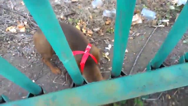 Такса чудит очень весело смотреть онлайн