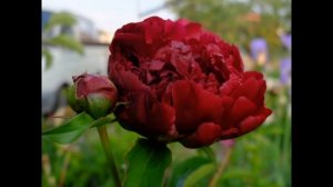 Обзор сорта пион "Армани" (характеристики, свойства, фото)