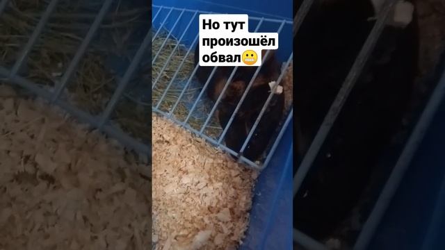 небольшая история Розички ❤️ смотреть онлайн