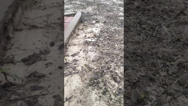 Почему на плитке появляется мох смотреть онлайн