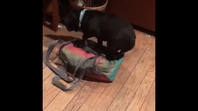 Смешные коты, кошки и другие животные (funny cats 2019) – НЕ РАЗРЕШАЕТСЯ ТОСКОВАТЬ, КРУТЫЕ КОТИКИ смотреть онлайн