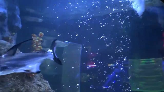 Океанариум в Краснодаре Ocean Park смотреть онлайн