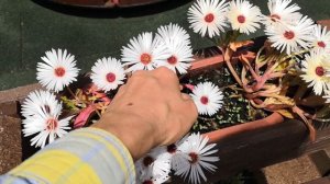 Мезембриантемум, посадка, уход